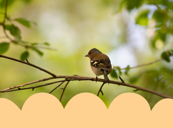 Balyang Sanctuary and bird watching